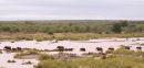 Elephants crossing Letaba River