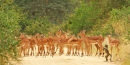 Impalas crossing