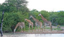 Giraffe drinking