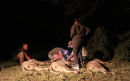 Darting Young Lions (1)