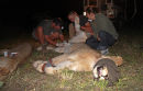 Darting 3 young lions