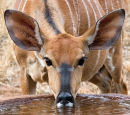 Drinking Nyala