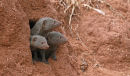 Dwarf Mongoose