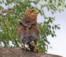 Immature Bateleur Eagle