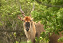 Eland