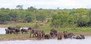 Bathing and playing elephants