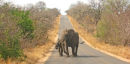 Elephants on Kruger's roads