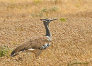 Kori Bustard