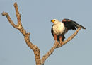 African Fish Eagle