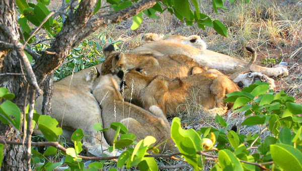 Mothers feeds cubs.