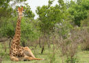 Resting Giraffe