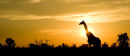 Giraffe at sunset