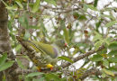 African Green-Pigeon