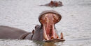 Hippo's display