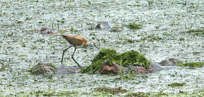 African Jacana on a hippo