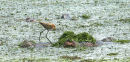 African Jacana on a hippo