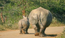 Rhino and her calf