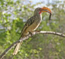 Yellow-Billed Hornbill