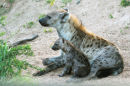 Spotted Hyena mother/pup (2)