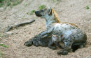 Spotted Hyena mother/pup (1)