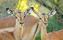 Two Impalas