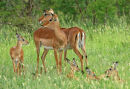 Just born Impalas