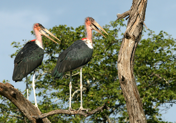 Marabou Storks