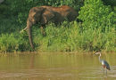 Goliath Heron