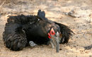 Ground Hornbill