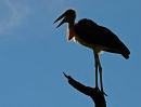 Marabou Stork