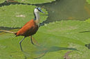 African Jacana
