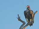 Lappet-faced vulture