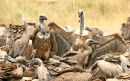 White-backed vultures