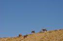 Gemsbok in the Kgalagadi
