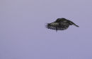 Pied Kingfisher flying still before diving