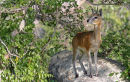 Klipspringer