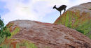 Klipspringer