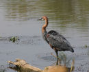 Goliath Heron