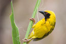 Masked Weaver