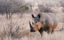 Red earth colored Rhino 