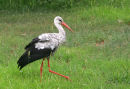 White Stork