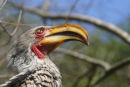 Yellow-Billed Hornbill