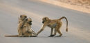 Young Baboons playing