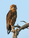 Juvenile Bateleur Eagle