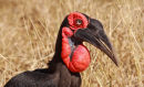 Ground Hornbill