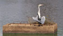 Grey Heron