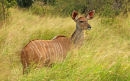 Kudu