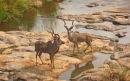 Kudus crossing river