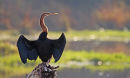 African Darter