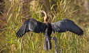 African Darter